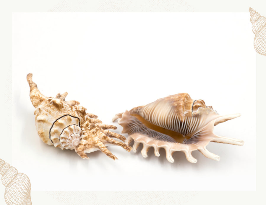shop spider seashells